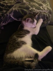 So this little feral cutie has just chewed through my fibre optic