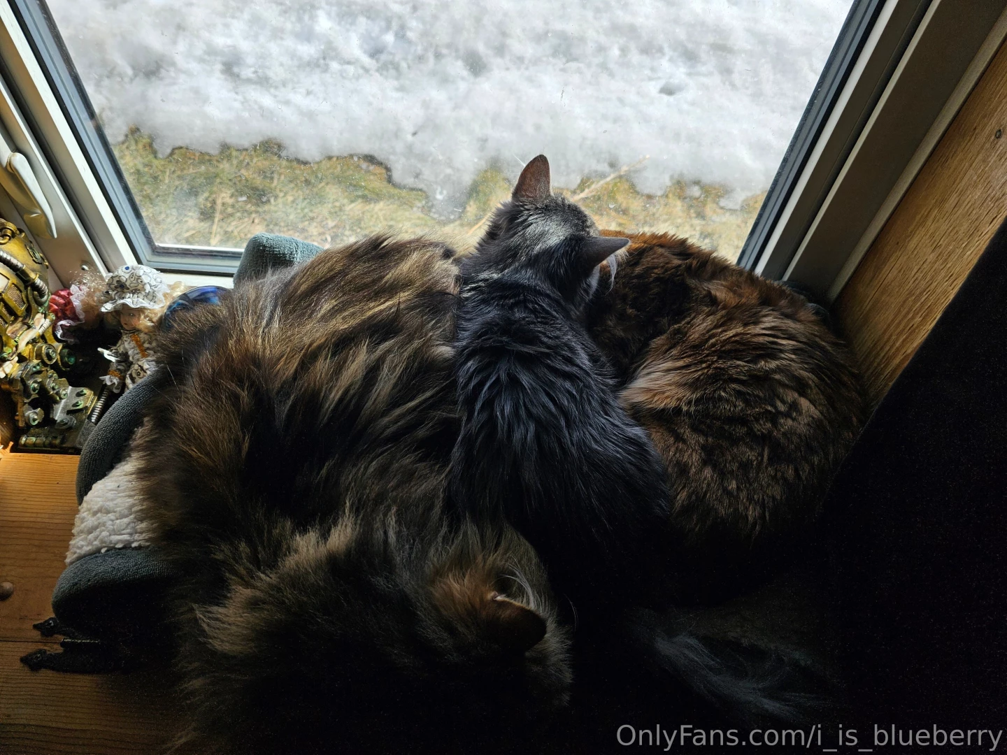 We have all the pussy here 