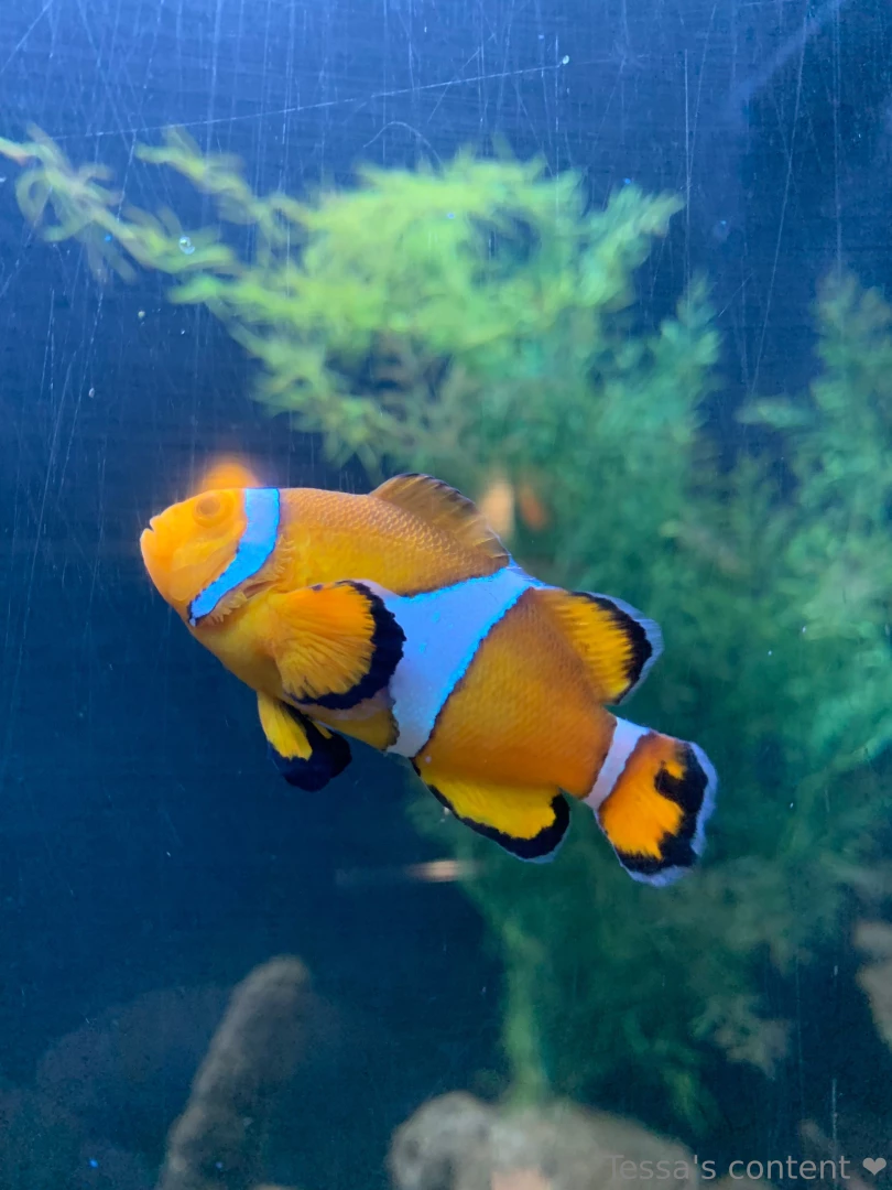 If this was our mascot what would you name it there is only one option 