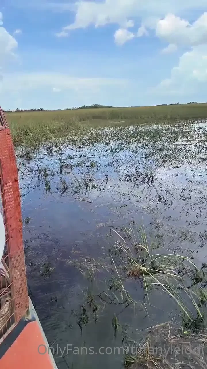 Vais-je croiser la route des alligators 