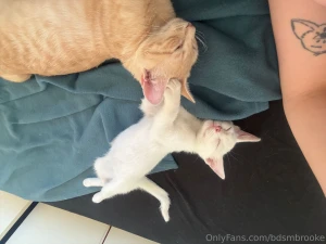 My real pets they are so cuteeee this mistress has two cats sushi and part 1