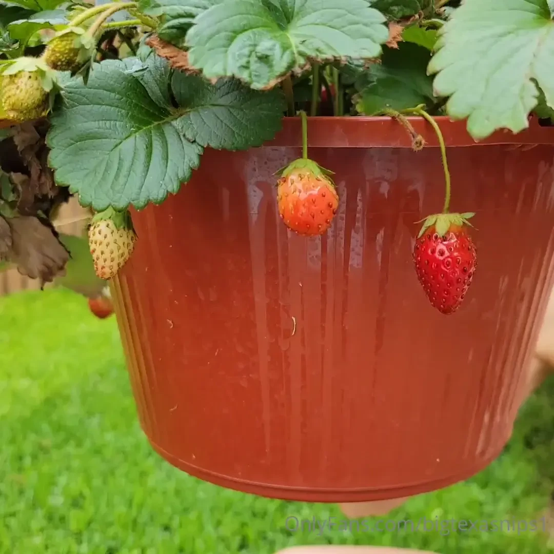 Who s the strawberries eater on here 