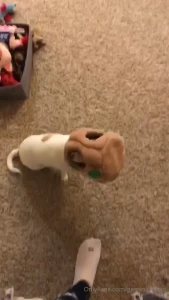 I just found this and had to share nacho got his head stuck inside his