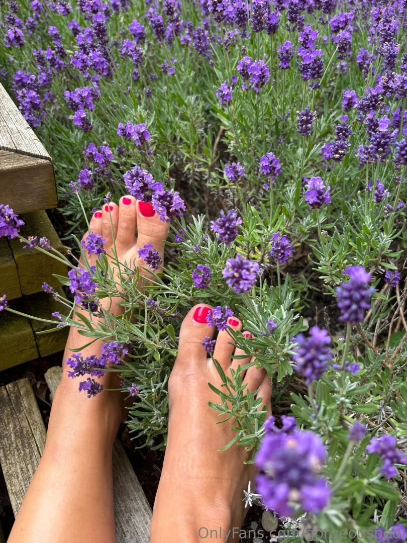 Oh how i love lavender how is your summer going so far are you 