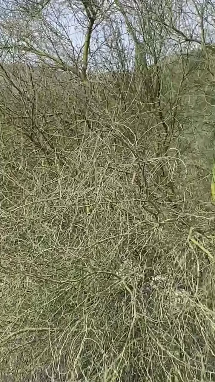 Video clips dump with luca amp harley part 1 