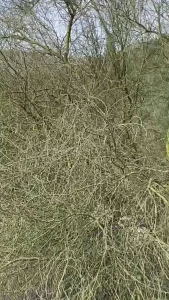 Video clips dump with luca amp harley part 1