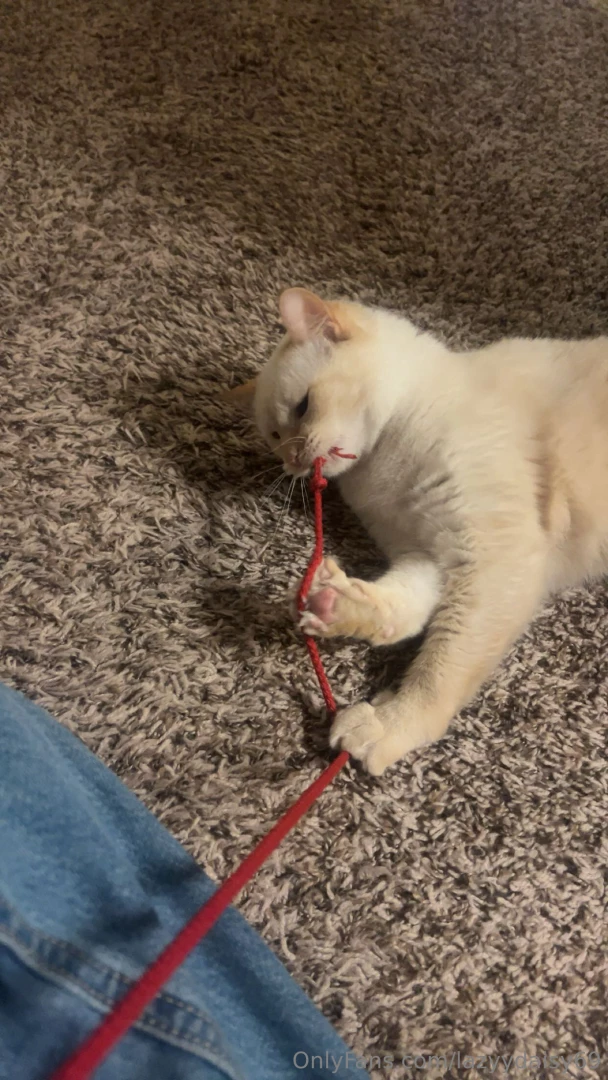 What type of kitty preference do you like part 1 