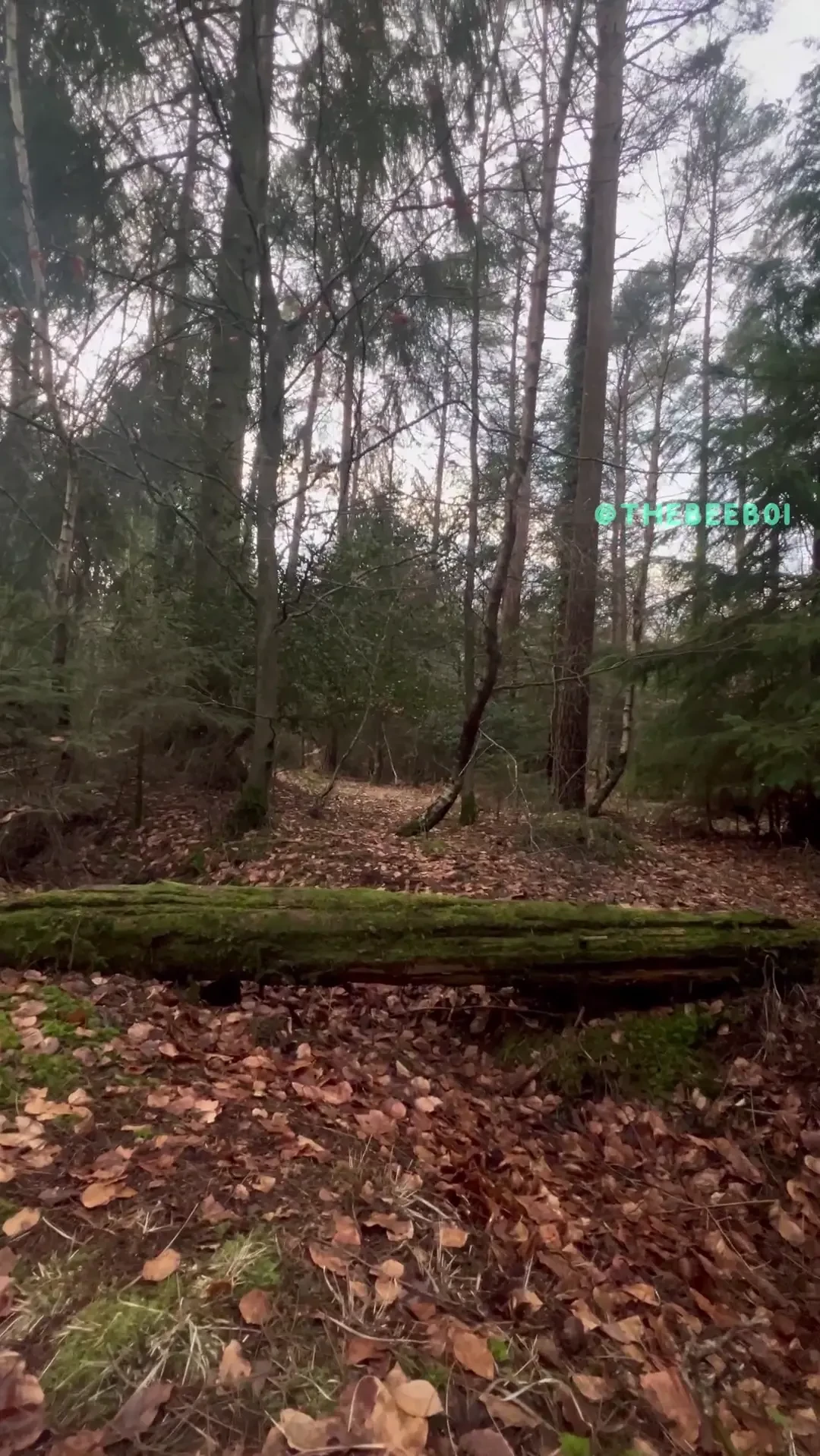 One with nature sorry for the weird buzz in the start of the video 