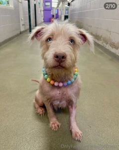 Happy sunday here are a 2 of 3 dogs this past week that was saved from