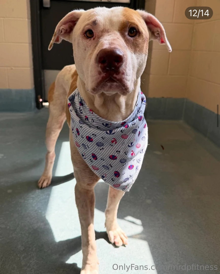 Happy sunday here are a 2 of 3 dogs this past week that was saved from part 1 