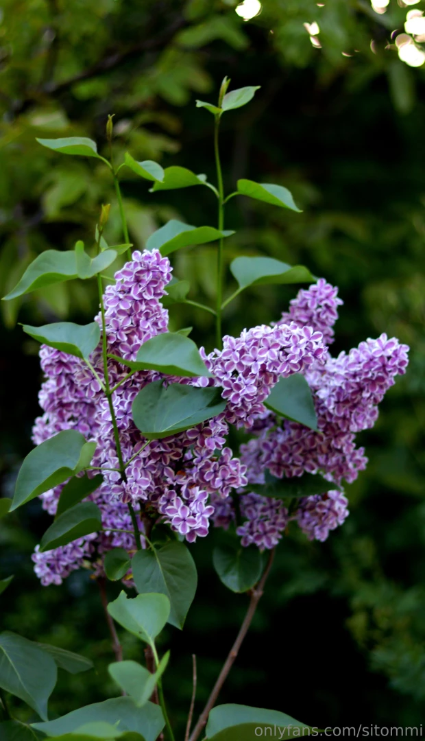 Hi have a nice thursday everyone last evening when i went home from part 1 