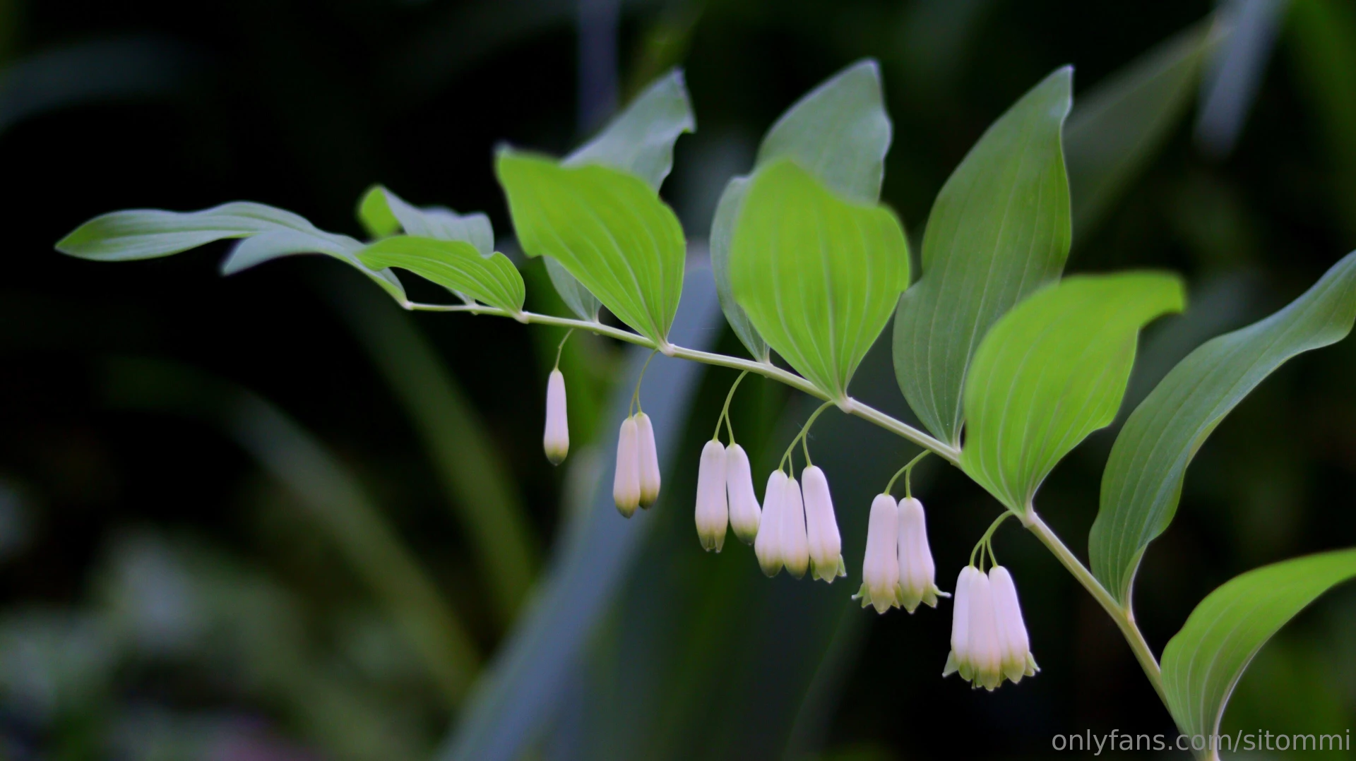 Hi have a nice thursday everyone last evening when i went home from part 2 