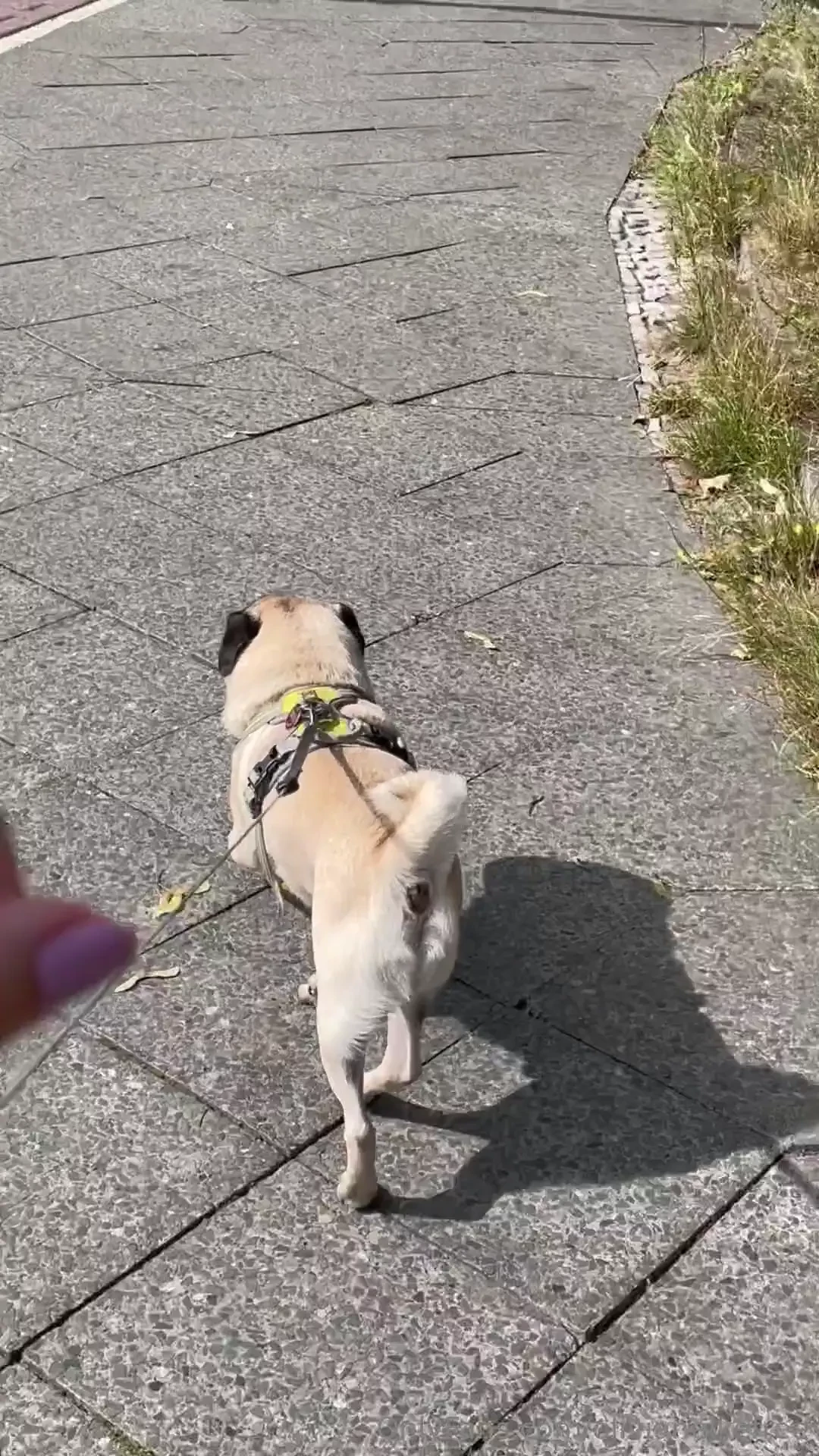 Hi guys i just wanted u to get to know my sweet little dog his name is 