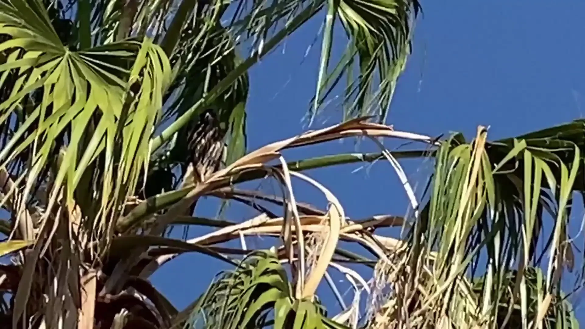 Sorry for the wait on getting this highlight vid up from the show a 