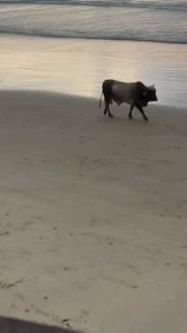 Monta ita is so cool so chill i love the random cows that roam the part 1