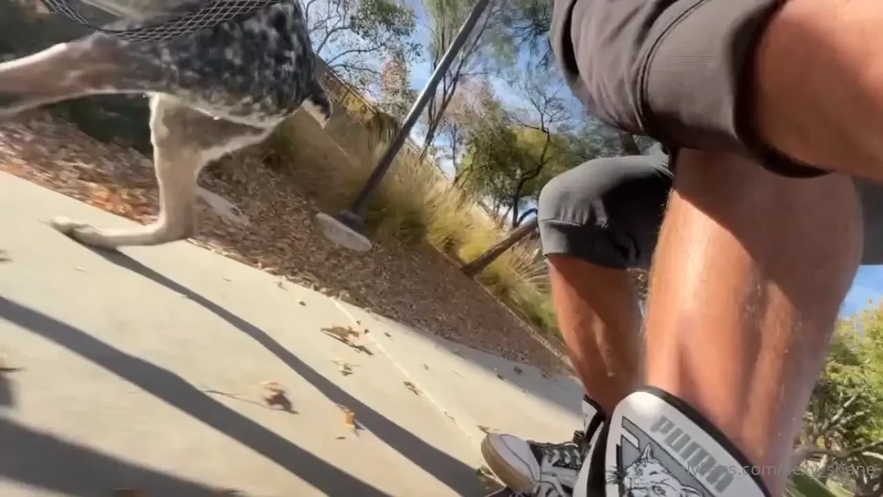 A little longboarding with my pup on a beautiful autumn day i m so 