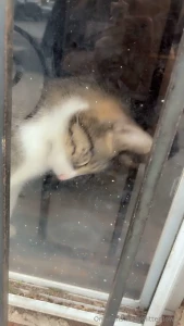 I miss boo-boo kitties