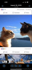 Sigh it was only a dream the kitties and a tiny home with land which