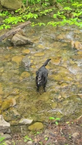 Hanging by the creek with the lab