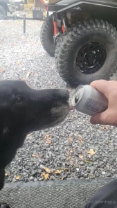 Hanging with the hound