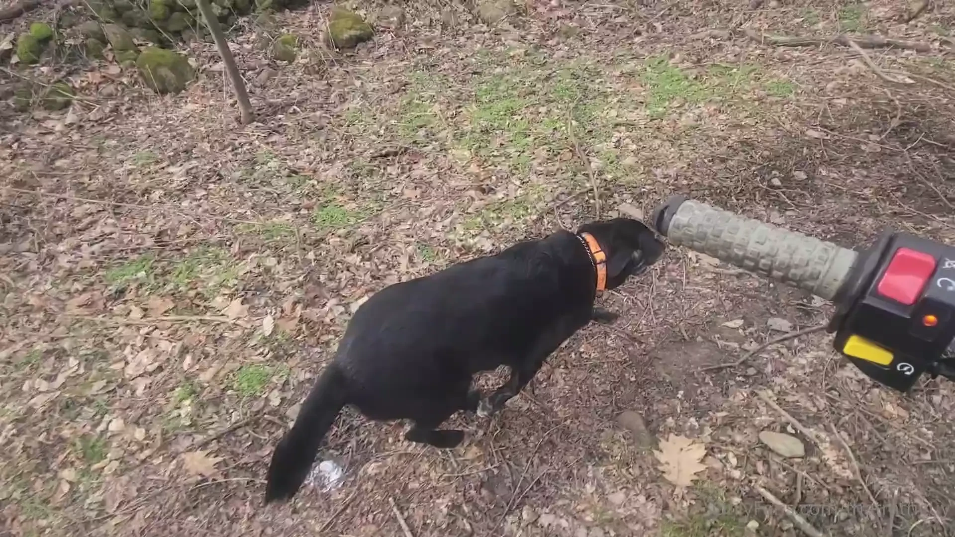 Exercising the hound 