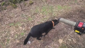 Exercising the hound