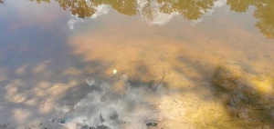 Raleigh was so green i ve never seen a city inside a forest the birds