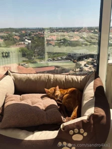 And again my cat simba