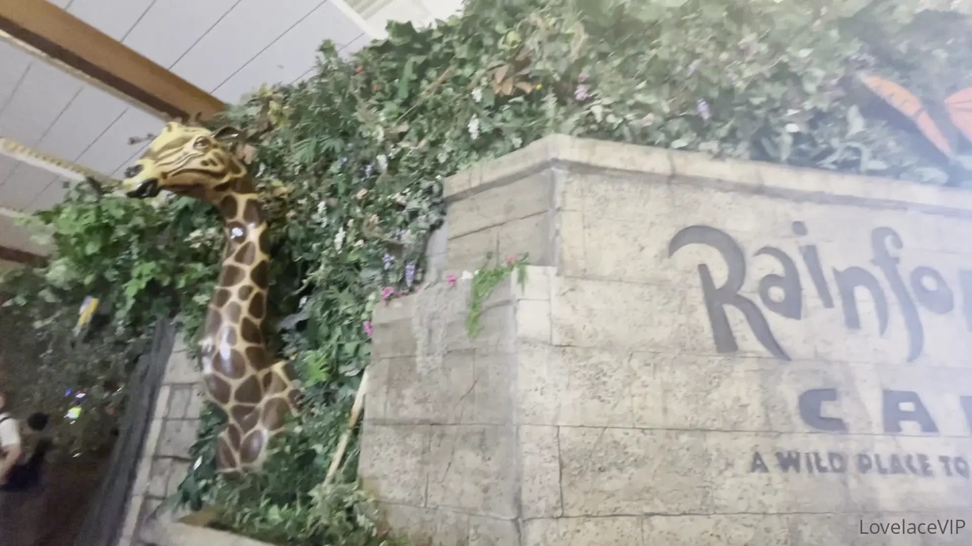 Happy birthday to me from rainforest cafe part 5 