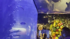 Happy birthday to me from rainforest cafe