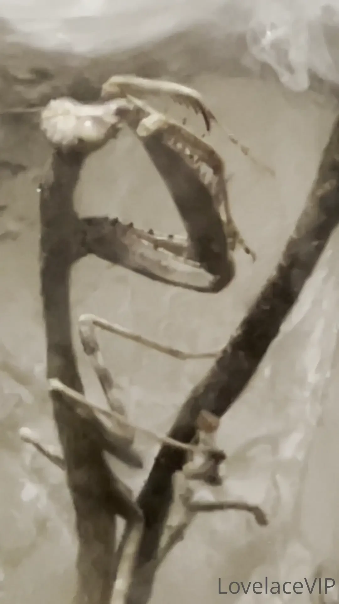 Happy birthday to me from rainforest cafe part 3 