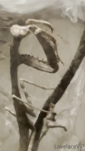 Happy birthday to me from rainforest cafe part 3