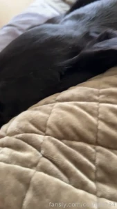 This is zayn he is my number one cuddler he only sleeps on the bed or part 1