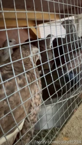 My quail are all doing super well they are laying a good amount of part 1