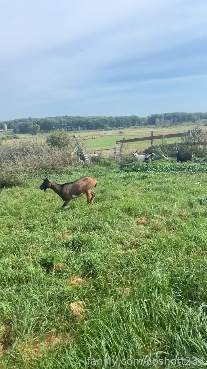 3 of my female goats keep getting out it s the exact same ones i never part 1 