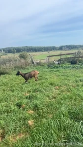 3 of my female goats keep getting out it s the exact same ones i never part 1