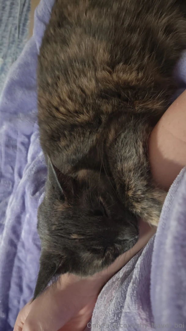 Cat uwu also my account is now free as i really need to regrow my fan 