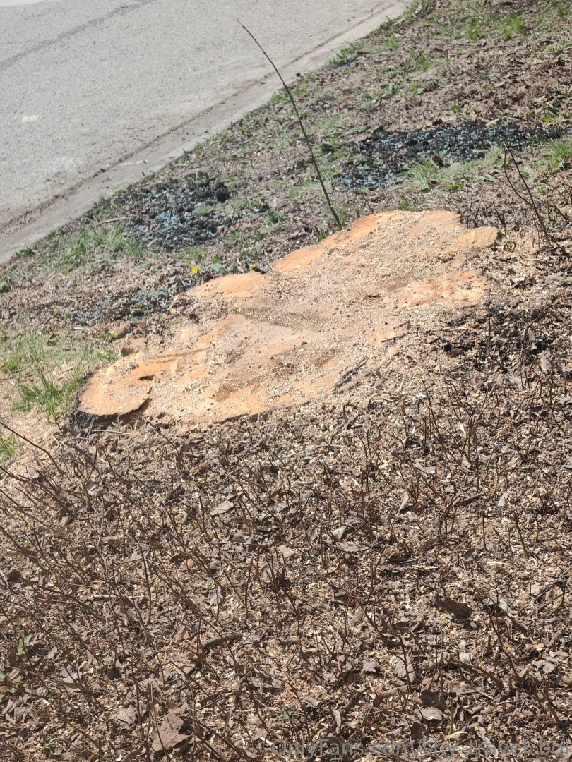 Soooo yesterday s stream ended early due to a tree that decided to 