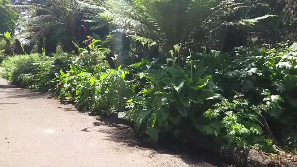 Video crush cub and i made this i went to the park and came across a 