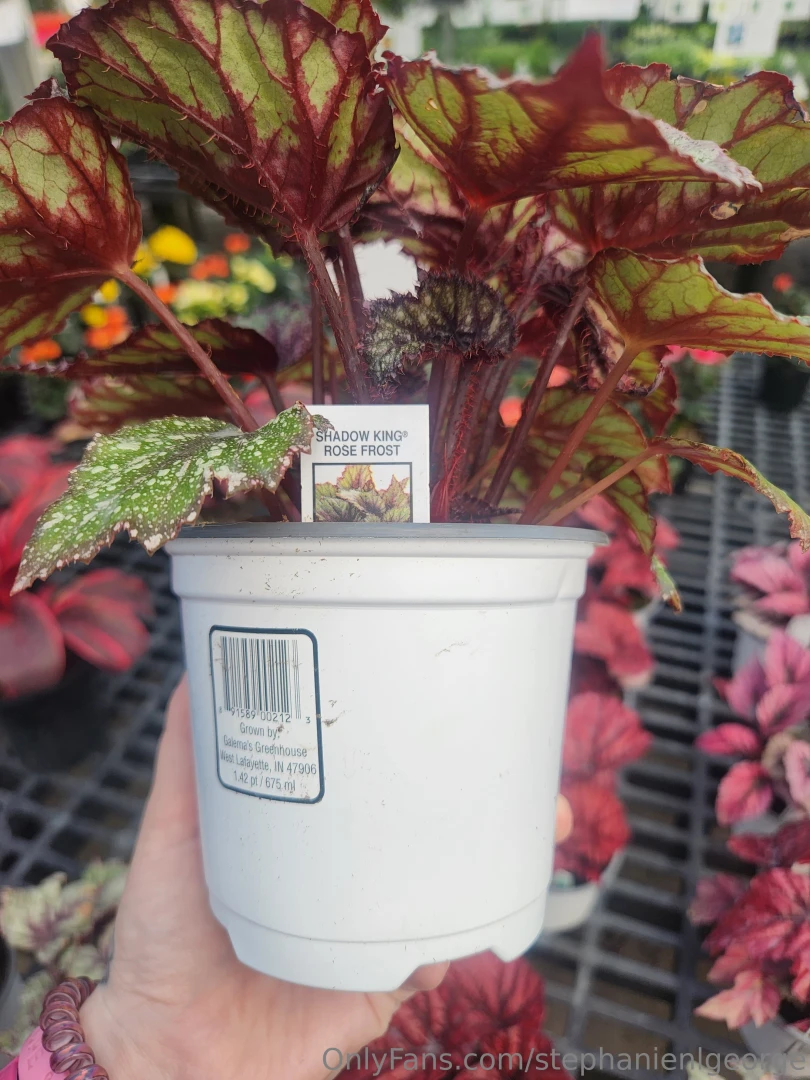 Two new begonia beauties part 2 