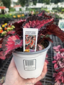 Two new begonia beauties part 1
