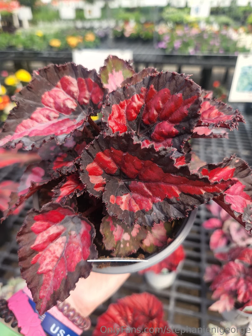 Two new begonia beauties 