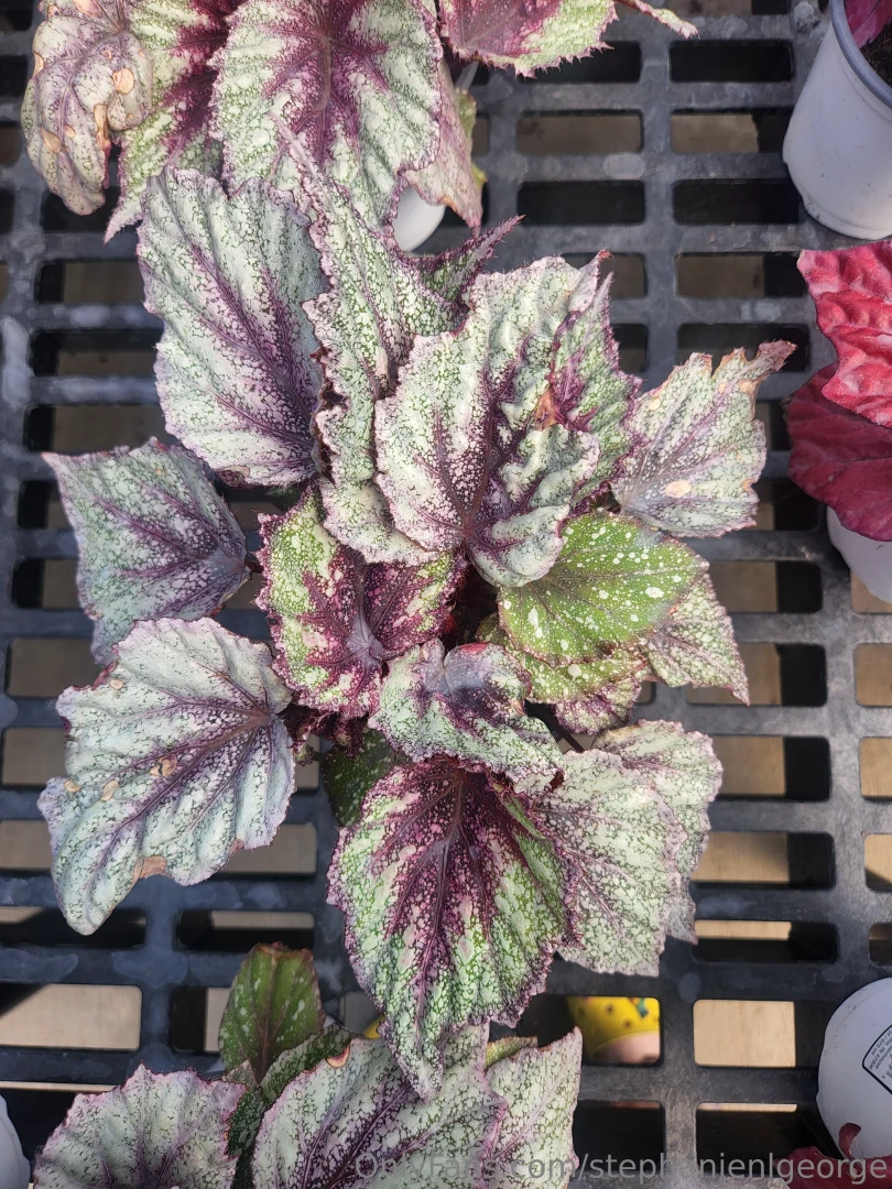 Two new begonia beauties part 3 