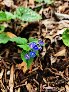 Hello spring check out my photography on ig langleyography part 5