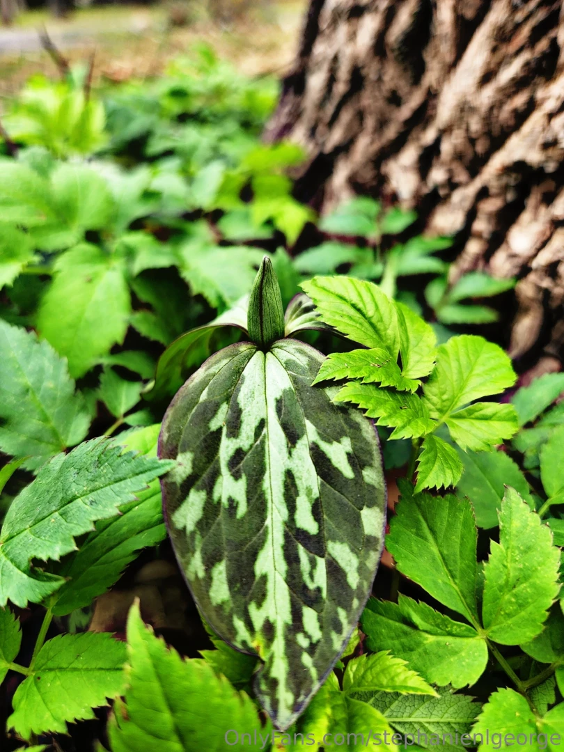 Hello spring check out my photography on ig langleyography part 4 