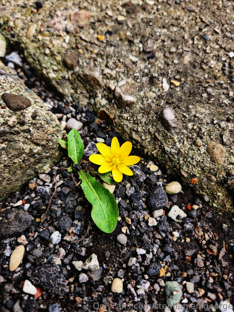 Hello spring check out my photography on ig langleyography part 2 