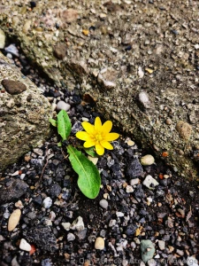 Hello spring check out my photography on ig langleyography part 2