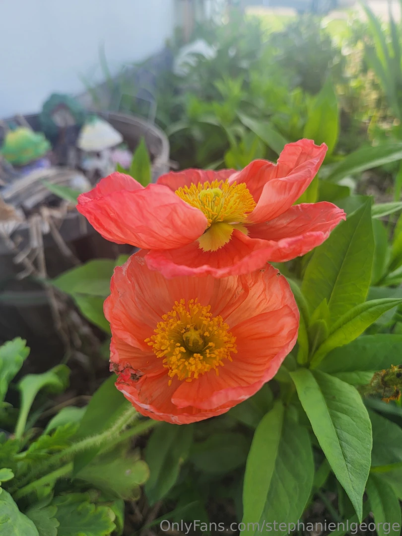 Some blooms on our iceland poppies 