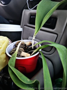 Found these easter eggs in my grandpa s yard today 5 tulip bulbs and 2