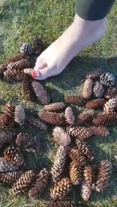 Acorn stomp